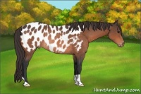 Horse Color:Bay Mushroom Appaloosa Rabicano 