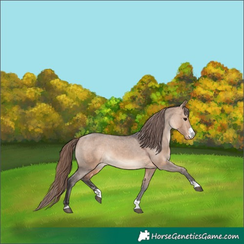 Horse Color:Bay Dun Appaloosa 