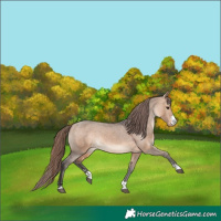 Horse Color:Bay Dun Appaloosa 