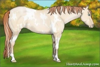 Horse Color:White Spotted Buckskin Pearl Dun