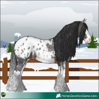 Horse Color:Brown Sabino Splash Appaloosa 