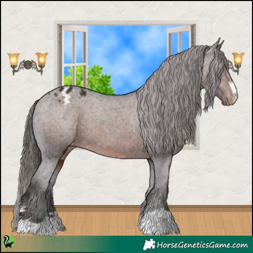 Horse Color:Liver Chestnut Appaloosa 