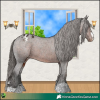 Horse Color:Liver Chestnut Appaloosa 