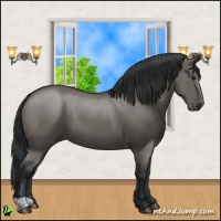 Horse Color:Grullo 