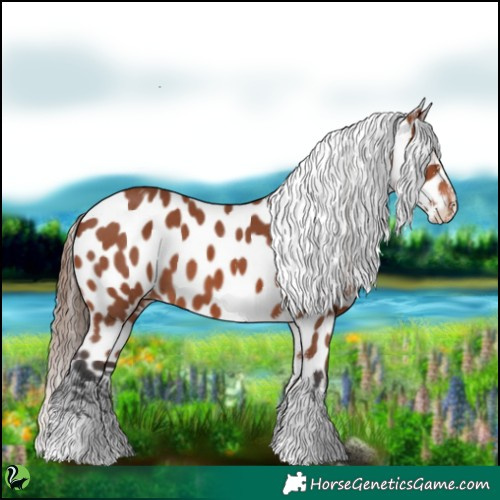 Horse Color:Bay Sabino Near Leopard 