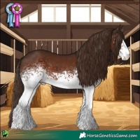 Horse Color:White Spotted Liver Chestnut 