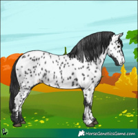 Horse Color:Black Appaloosa