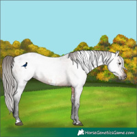 Horse Color:Gray White Spotted Bay Roan Blanket 