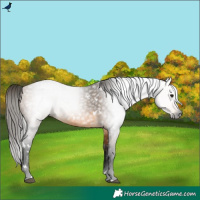 Horse Color:Gray White Spotted Buckskin 