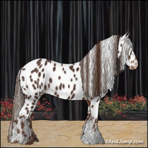Horse Color:Liver Chestnut Appaloosa 