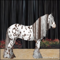 Horse Color:Liver Chestnut Appaloosa 
