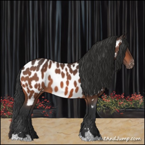 Horse Color:Bay Appaloosa 