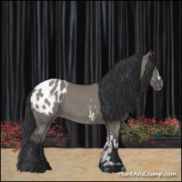 Horse Color:Grullo Appaloosa 