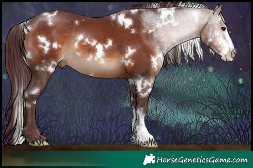 Horse Color:White Spotted Chocolate Brown Sabino Rabicano 