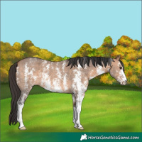 Horse Color:Bay Dun Sabino