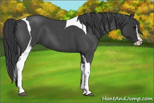 Horse Color:Blue Roan Splash Tobiano 