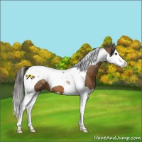 Horse Color:Buckskin Splash Tobiano 