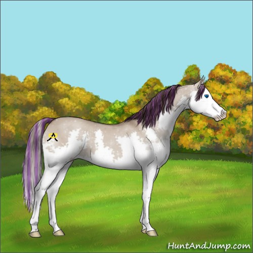Horse Color:Painted Liver Red Dun Splash 