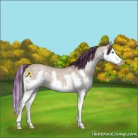 Horse Color:Painted Liver Red Dun Splash