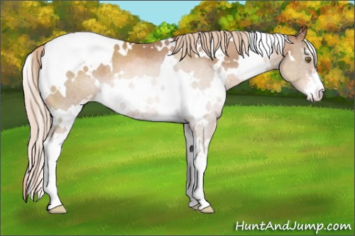 Horse Color:White Spotted Liver Chestnut Pearl Sabino Rabicano