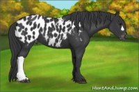 Horse Color:Black Appaloosa 