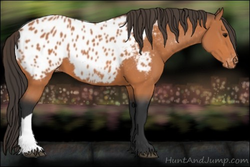 Horse Color:Bay Appaloosa 