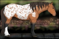 Horse Color:Bay Appaloosa 