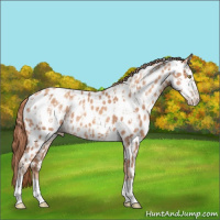Horse Color:Gold Champagne Appaloosa  and Gold Champagne Appaloosa 