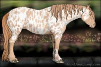 Horse Color:Gold Champagne Appaloosa  and Gold Champagne Appaloosa 