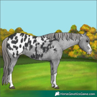 Horse Color:Black Appaloosa 