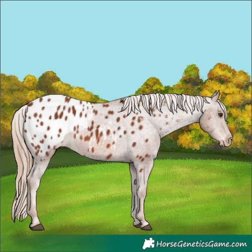 Horse Color:Chestnut Appaloosa 