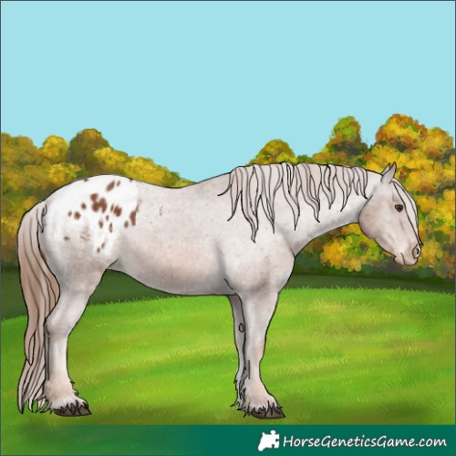Horse Color:Chestnut Appaloosa