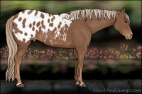 Horse Color:Chestnut Appaloosa 