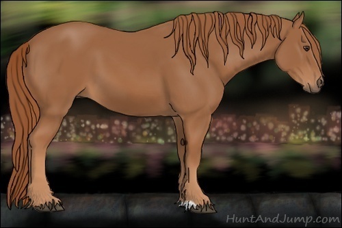 Horse Color:Chestnut 