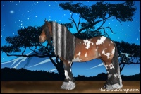 Horse Color:White Spotted Bay Rabicano 