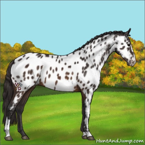 Horse Color:Buckskin Sabino Appaloosa 