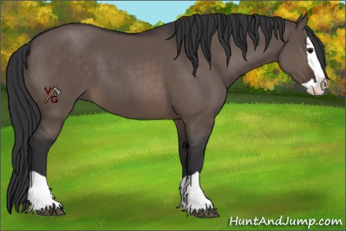 Horse Color:Brown Dun Splash