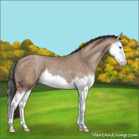 Horse Color:Classic Champagne Splash 