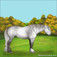 Horse Color:Gray Silver Black 
