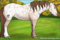 Horse Color:Amber Champagne Ice Appaloosa 