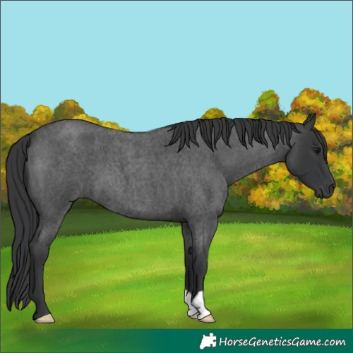 Horse Color:Blue Roan 