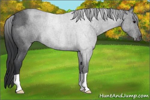 Horse Color:Blue Roan 