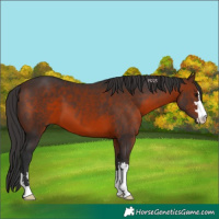 Horse Color:Brown 