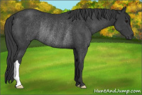 Horse Color:Black Rabicano 