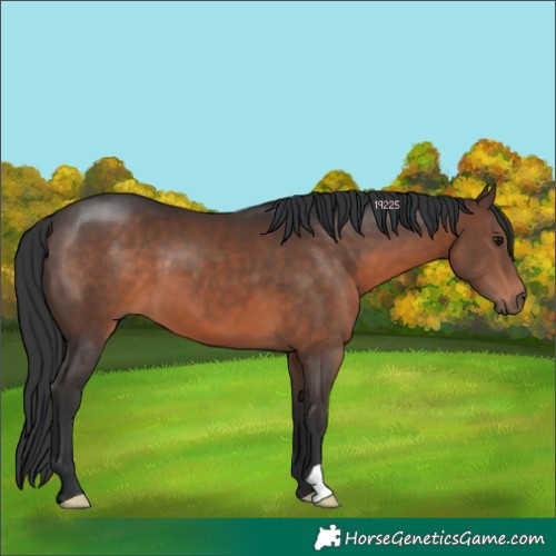 Horse Color:Brown 