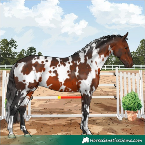 Horse Color:White Spotted Brown 