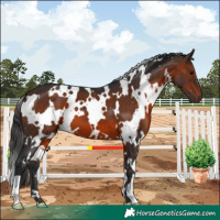 Horse Color:White Spotted Brown 