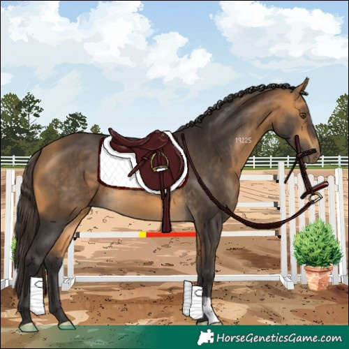 Horse Color:Buckskin 