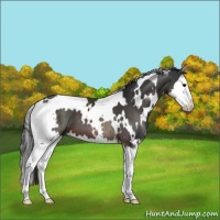 Horse Color:White Spotted Brown Splash 