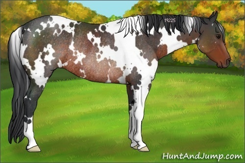 Horse Color:White Spotted Brown Rabicano